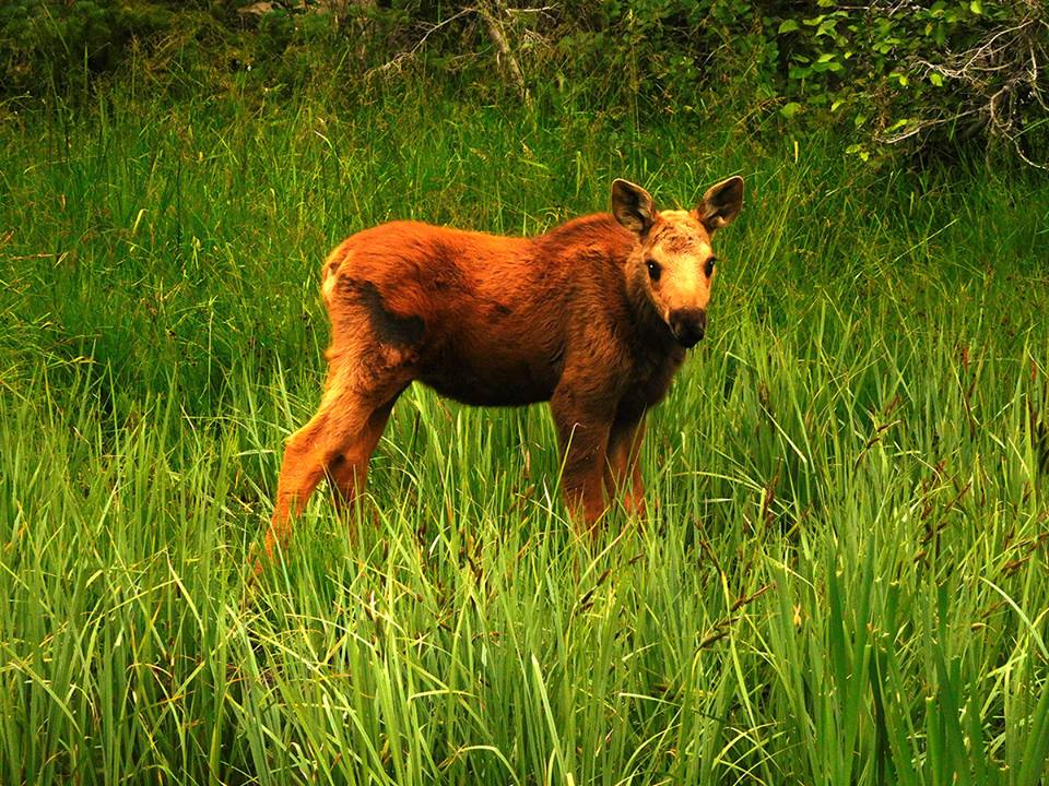 Baby Moose